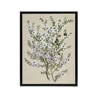 Artery8 New Zealand Manuka Flowering Plant Featon Framed Canvas Wall Art Print in Beige | Size: W24 x H32