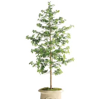 Frontgate Outdoor 6 ft. Quince Tree - Frontgate