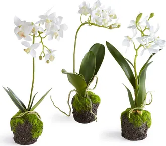 Napa Home & Garden Dendrobium Orchid Artificial Drop-Ins 12, Set Of 3 in White at Nordstrom