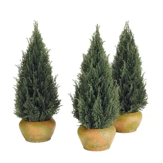 Frontgate Outdoor Potted Cypress Tabletop Trees, Set of Three - Frontgate