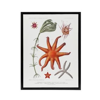 Artery8 Deep Sea Starfish Marine Life Albert I Framed Canvas Wall Art Print in White | Size: W24 x H32