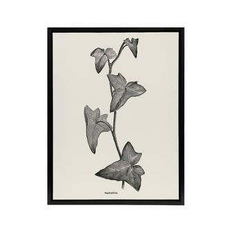 Artery8 Vintage Botanical Sagittifolia Ivy Hibberd Black Framed Canvas Art in White | Size: W24 x H32