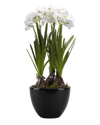 D&W Silks Paperwhite Bulbs In Round Ceramic Planter
