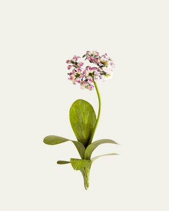 Tommy Mitchell Original Painted Primula Study