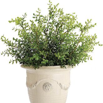 Frontgate Outdoor Dwarf Buford Plant - Frontgate