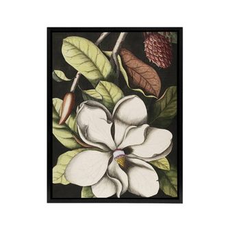 Artery8 Laurel Tree Magnolia Altissima Flower Catesby Framed Canvas Wall Art | Size: W24 x H32