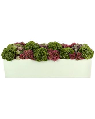 Creative Displays Inc. Succulents & Sedum Arrangement
