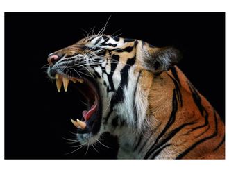 Schubiger M&ouml;bel Digitaldruck auf Acrylglas Fauchender Tiger