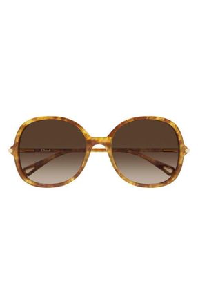 Chlo&eacute; 57mm Gradient Round Sunglasses in Shiny Havana Blonde at Nordstrom