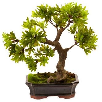 Nearly Natural Podocarpus with Mossed Bonsai Planter in Green at Nordstrom