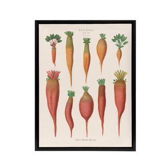 Artery8 Mangold Wurzels Field Beet Ernst Benary Framed Canvas Wall Art Print in White | Size: W24 x H32