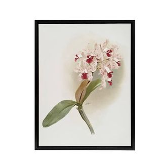 Artery8 Frederick Sander Cattleya Amethystoglossa Orchid Framed Canvas Art in White | Size: W24 x H32