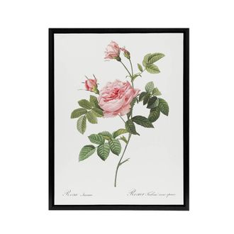 Artery8 Boursault Rose Floral Redoute Vintage Black Framed Canvas Wall Art in White | Size: W24 x H32