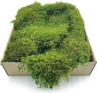 OEM Musgo Plano - Suecia - Verde Claro Natural 500 G