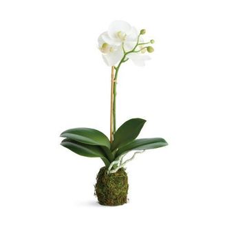 Napa Home & Garden Phalaenopsis White Polyester Orchid Drop-In 15 Set of 2 at Nordstrom