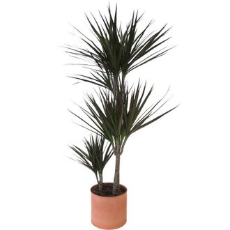 Kentis Dracaena Marginata Magenta con Vaso in Ceramica Papaya - Piante Vere da Interni Purifica Aria - h 110-120 cm e Vaso &oslash; 21 cm