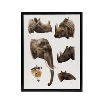 Artery8 Animals Vintage Illustration Lydekker Black Framed Canvas Art Print in White | Size: W24 x H32