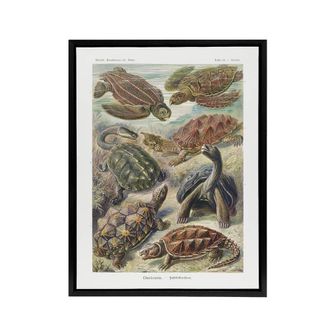 Artery8 Chelonia Turtles Haeckel Botanical Black Framed Canvas Wall Art | Size: W24 x H32