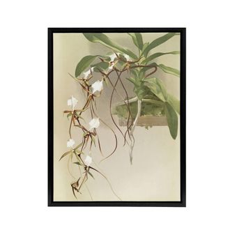 Artery8 Frederick Sander Angraecum Caudatum Orchid Flowers Framed Canvas Art | Size: W24 x H32