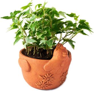 Matr Boomie Matr Boomie Rakshana Chicken Plant Pot