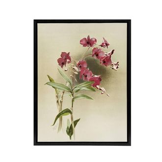 Artery8 Frederick Sander Cooktown Pink Orchid Flowers Framed Canvas Art Print | Size: W24 x H32