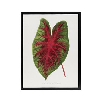 Artery8 AF Lydon B Fawcett Caladium Bicolor Splendens Leaf Framed Canvas Art in White | Size: W24 x H32
