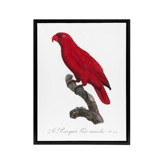 Artery8 The Cardinal Lory Parrot Francois Levaillant Framed Canvas Wall Art in White | Size: W24 x H32