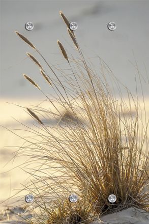 Queence Garderobenleiste »Strand« mit 6 Haken, 80 x 120 cm
