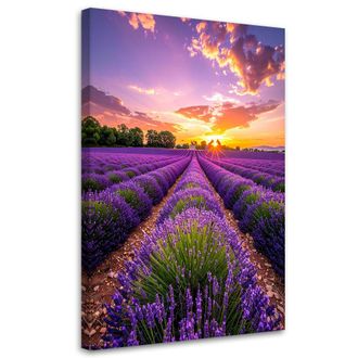 Feeby Cuadro En Lienzo, Campo De Lavanda Pradera Violeta, 80x120