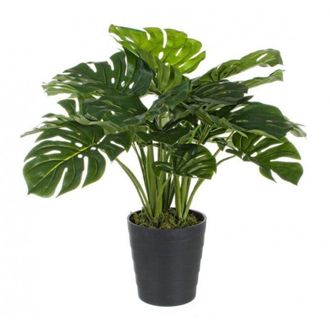 BIZZOTTO 2x Philodendron Plant C-vase 24hojas H65cm