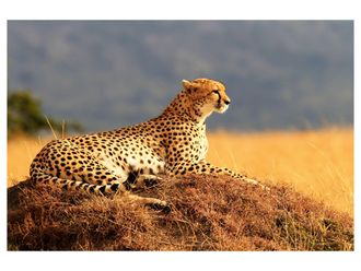 Schubiger M&ouml;bel Digitaldruck auf Acrylglas Gepard