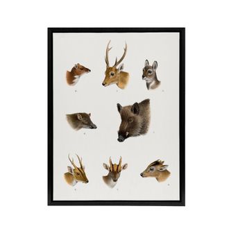 Artery8 Wildlife Animals Vintage Illustration Lydekker Framed Canvas Wall Art in White | Size: W24 x H32