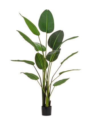 Schubiger M&ouml;bel Kunstpflanzen Strelitzia im Kunststofftopf H: 185 cm
