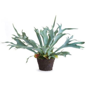 Napa Home & Garden Staghorn Fern Drop-In 21 in Green at Nordstrom