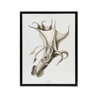 Artery8 cockeyed squid illustration Carl Chun Framed Canvas Wall Art Print in White | Size: W24 x H32