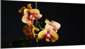 OEM Placa Protectora De Vidrio Para Estufa 90x52 Orchidea