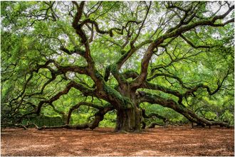 Schubiger M&ouml;bel Digitaldruck auf Acrylglas Verzweigter Baum