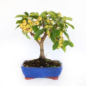 Kentis Kentis - Bonsai Malus Evereste - Bonsai Giapponese - h 25-35 cm Vaso in Ceramica &oslash; 21 cm