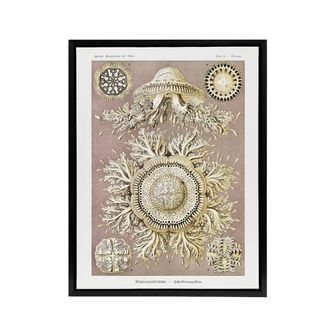 Artery8 Jellyfish Discomedusae Vintage Haeckel Black Framed Canvas Wall Art in White | Size: W24 x H32
