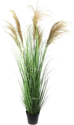 Schubiger M&ouml;bel Kunstpflanzen Pampasgras H: 150 cm