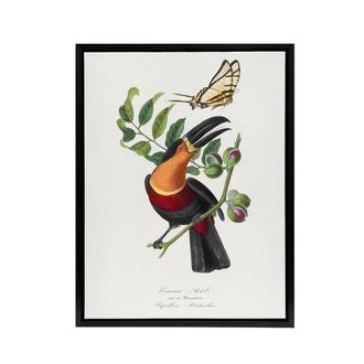 Artery8 Paul Gervais Toucan & Butterfly Vintage Illustration Framed Canvas Art in White | Size: W24 x H32