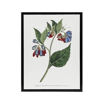 Artery8 Sansom Vintage Botanical Prickley Comfrey Flowers Framed Canvas Art in White | Size: W24 x H32