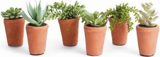 Napa Home & Garden Potted Green Ceramic Succulents 8.5 Set of 6 at Nordstrom
