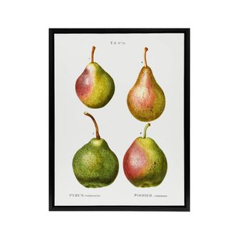 Artery8 Pear Fruit Illustration Redoute Vintage Black Framed Canvas Wall Art in White | Size: W24 x H32