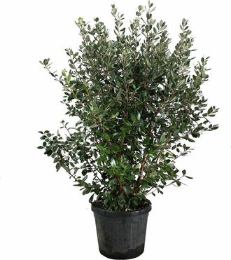 Kentis Kentis - Feijoa Acca Sellowiana - h 125-150 cm Vaso da Coltura &oslash; 30 cm