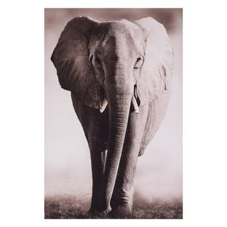 Atmosphera Atmosphera - Lienzo Impreso Animales 75x115 Cm Cr&eacute;ateur DInt&eacute;rieur