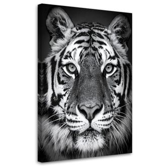 Feeby Impresi&oacute;n De Imagen, Tigre Africano Blanco Y Negro, 80x120