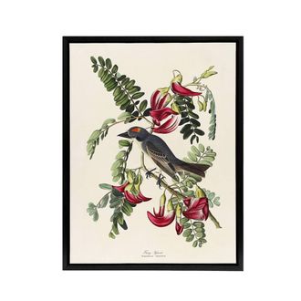 Artery8 Birds of America Piping Flycatcher Audubon Black Framed Canvas Art in White | Size: W24 x H32