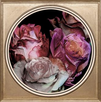 Queence Acrylglasbild »Getrocknete Rosen« Blumenbilder Gemälde Kunst Pflanzen Pflanzenbilder Fine Art-Print in Galeriequalität