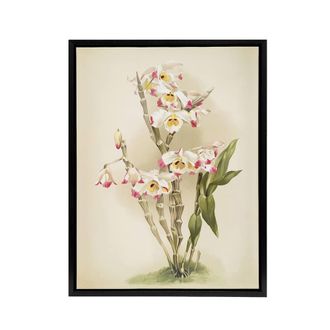 Artery8 Frederick Sander Dendrobium Wardianum Orchid Flowers Framed Canvas Art | Size: W24 x H32